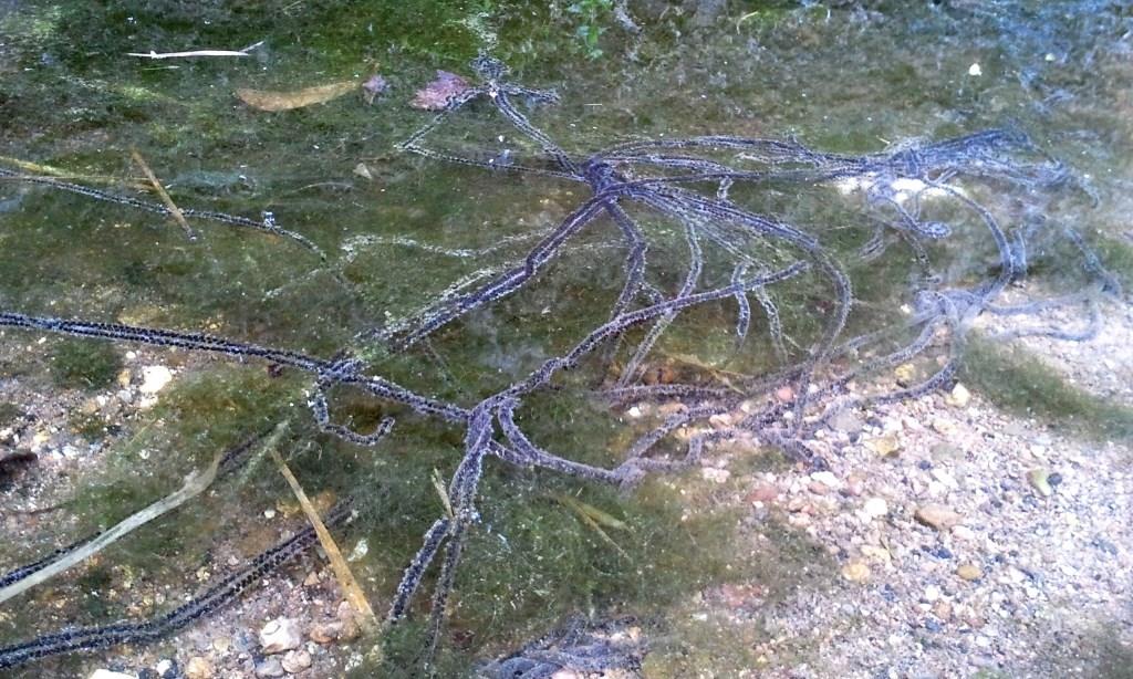 Rio Salivoli (Piombino) - rospi smeraldini in città!